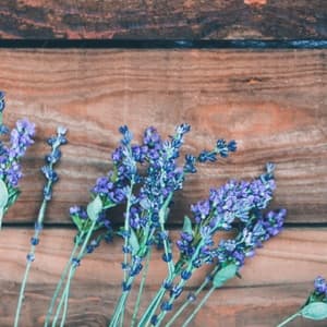 Sprigs of lavender on a table.